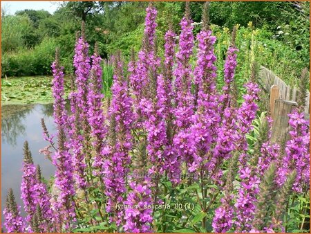 Lythrum salicaria