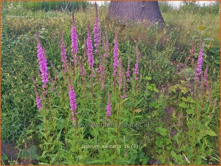 Lythrum salicaria