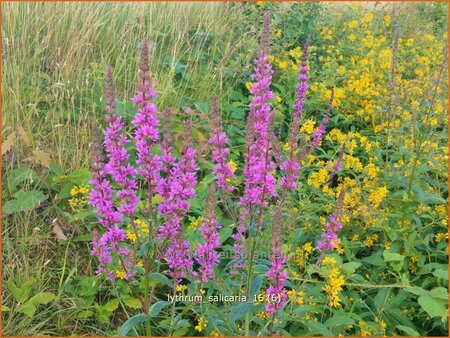 Lythrum salicaria