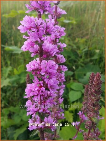 Lythrum salicaria