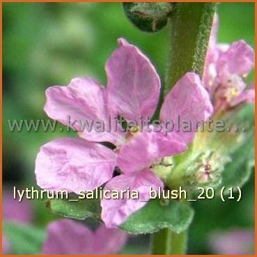 Lythrum salicaria &#39;Blush&#39;