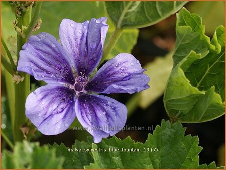 Malva sylvestris &#39;Blue Fountain&#39;