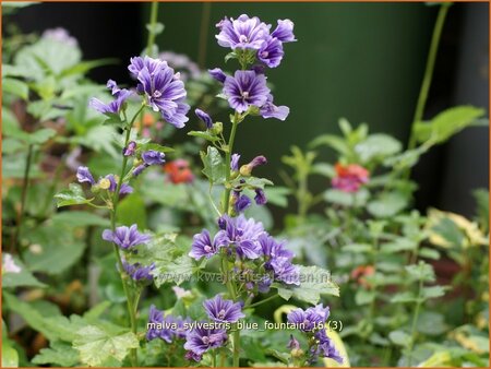 Malva sylvestris &#39;Blue Fountain&#39;
