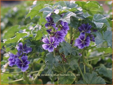 Malva sylvestris &#39;Blue Fountain&#39;