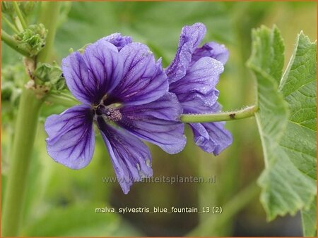 Malva sylvestris &#39;Blue Fountain&#39;