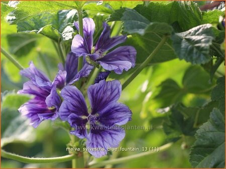 Malva sylvestris &#39;Blue Fountain&#39;