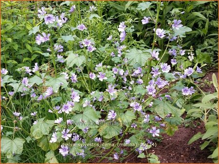 Malva sylvestris &#39;Dema&#39; (Marina)