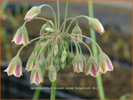Nectaroscordum siculum subsp. bulgaricum