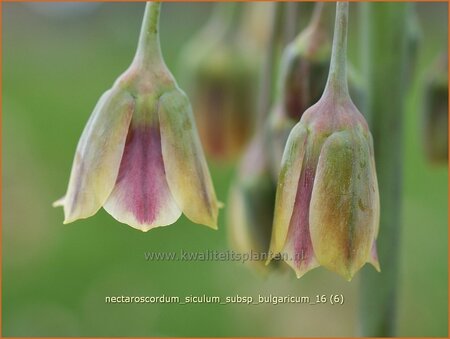 Nectaroscordum siculum subsp. bulgaricum