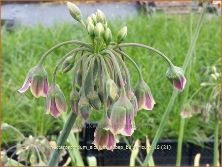 Nectaroscordum siculum subsp. bulgaricum