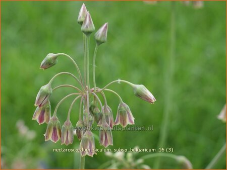 Nectaroscordum siculum subsp. bulgaricum