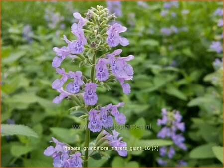 Nepeta grandiflora &#39;Zinser&#39;s Giant&#39;