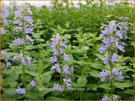 Nepeta grandiflora &#39;Zinser&#39;s Giant&#39;