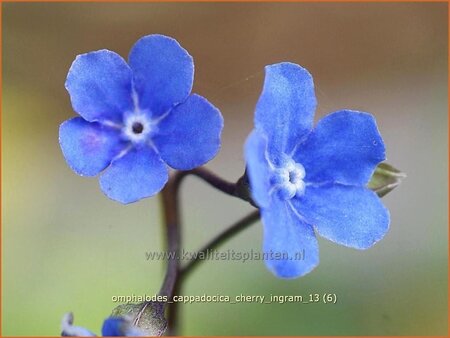 Omphalodes cappadocica &#39;Cherry Ingram&#39;