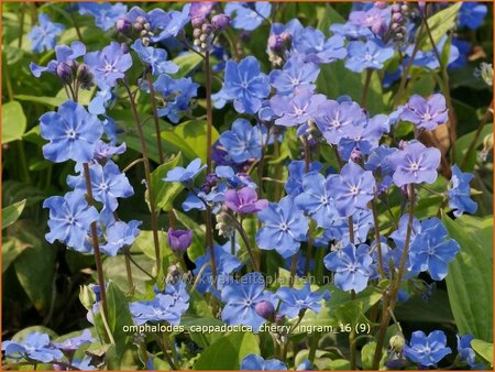 Omphalodes cappadocica &#39;Cherry Ingram&#39;