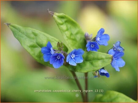 Omphalodes cappadocica &#39;Cherry Ingram&#39;