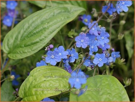 Omphalodes cappadocica &#39;Cherry Ingram&#39;
