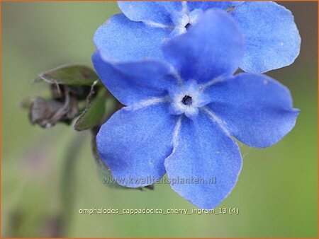 Omphalodes cappadocica &#39;Cherry Ingram&#39;