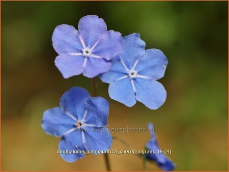 Omphalodes cappadocica &#39;Cherry Ingram&#39;