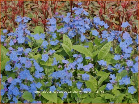 Omphalodes cappadocica &#39;Cherry Ingram&#39;