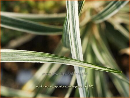 Ophiopogon japonicus &#39;Variegatus&#39;