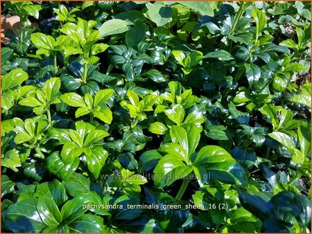 Pachysandra terminalis &#39;Green Sheen&#39;