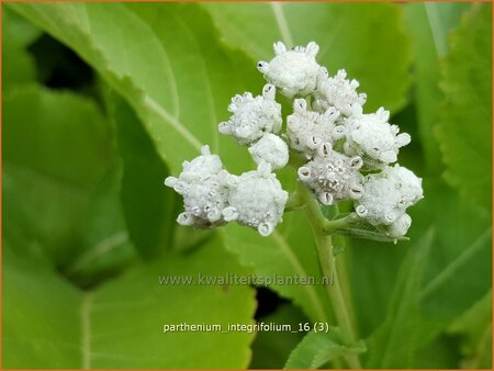 Parthenium integrifolium