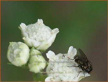 Parthenium integrifolium