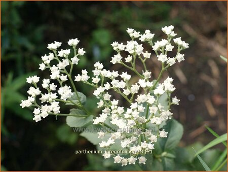 Parthenium integrifolium