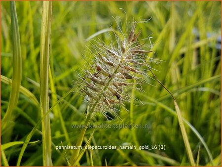 Pennisetum alopecuroides &#39;Hameln Gold&#39;