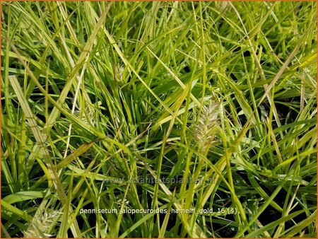 Pennisetum alopecuroides &#39;Hameln Gold&#39;