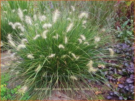 Pennisetum alopecuroides &#39;Little Bunny&#39;