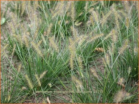 Pennisetum alopecuroides &#39;Little Bunny&#39;