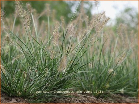 Pennisetum alopecuroides &#39;Little Bunny&#39;