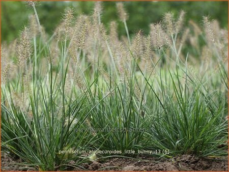 Pennisetum alopecuroides &#39;Little Bunny&#39;