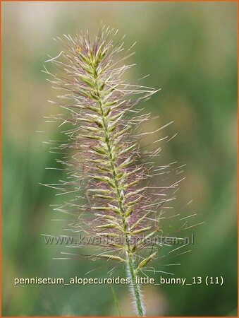 Pennisetum alopecuroides &#39;Little Bunny&#39;