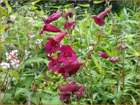 Penstemon &#39;Rich Ruby&#39;