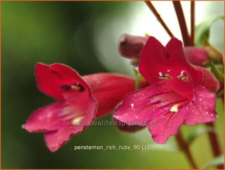 Penstemon &#39;Rich Ruby&#39;