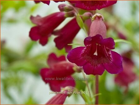 Penstemon &#39;Rich Ruby&#39;