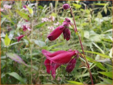 Penstemon &#39;Rich Ruby&#39;