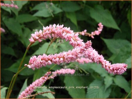 Persicaria amplexicaulis &#39;Pink Elephant&#39;