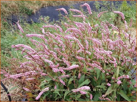 Persicaria amplexicaulis &#39;Pink Elephant&#39;