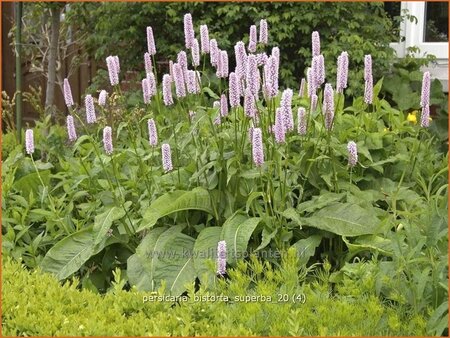 Persicaria bistorta &#39;Superba&#39;