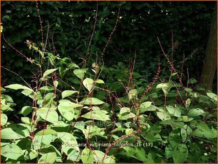 Persicaria virginiana &#39;Filiformis&#39;