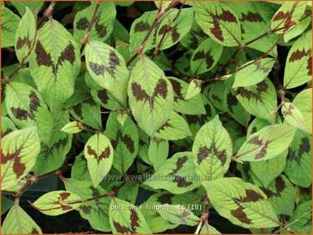 Persicaria virginiana &#39;Filiformis&#39;