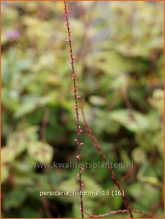 Persicaria virginiana &#39;Filiformis&#39;