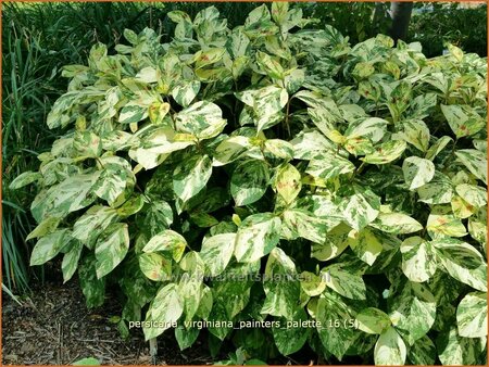 Persicaria virginiana &#39;Painter&#39;s Palette&#39;