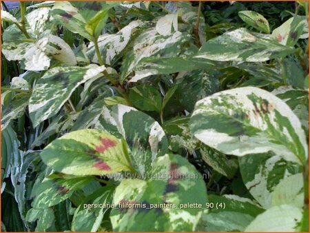 Persicaria virginiana &#39;Painter&#39;s Palette&#39;