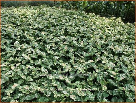 Persicaria virginiana &#39;Painter&#39;s Palette&#39;