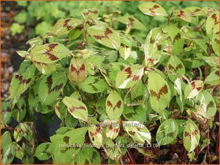 Persicaria virginiana &#39;Painter&#39;s Palette&#39;